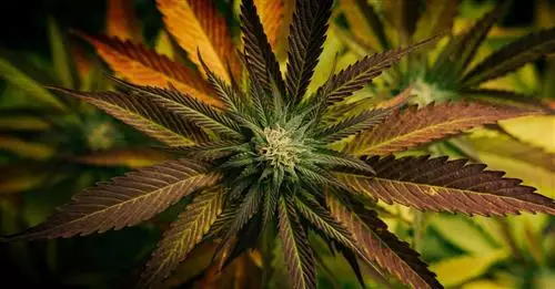 Ultrasound-Assisted Extraction of Cannabinoids from Cannabis sativa for Medicinal Purpose